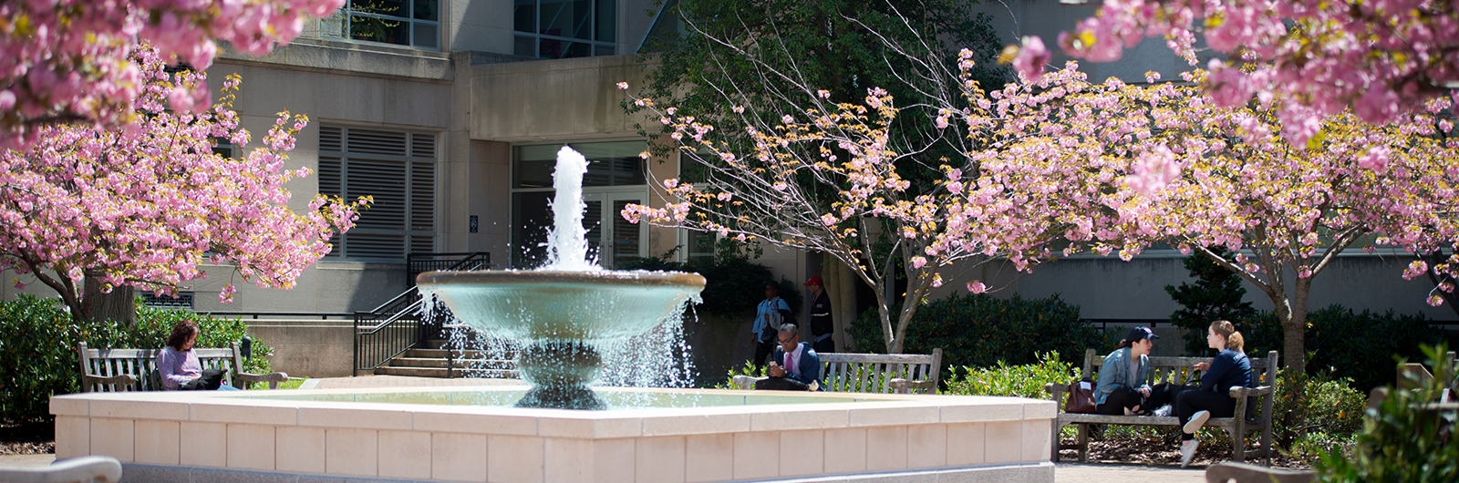 fountain at school yard with cherry blossom trees around
